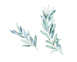 Fototapeta na wymiar Watercolor olive branch. Hand drawn winter illustration