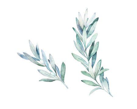 Watercolor olive branch. Hand drawn winter illustration