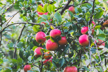 Reife Äpfel an Apfelbaum im Herbst in Deutschland