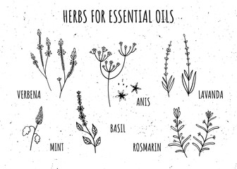 Set of herbs for essential oils. Hand-drawn style. Monochrome. Verbena, anise, Basil, rosemary, lavender, mint. Isolate