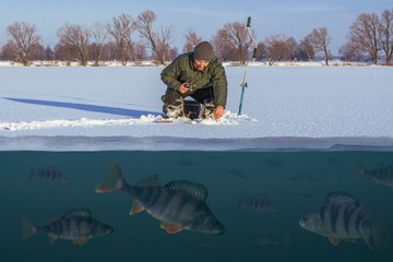 Winter fishing concept. Fisherman in action. Catching perch fish from snowy ice at lake above troop...
