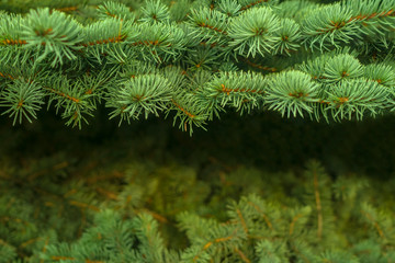 Template background of fresh green needles of blue christmas tree
