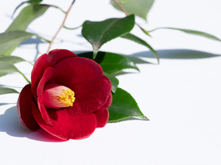 Camellia