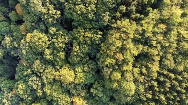 Landscape sunset flying over mixed tree forest yellow and green tree