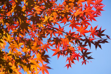 Colorful red maple leaves in autumn with clear sky background