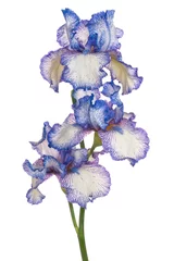Crédence de cuisine en verre imprimé Iris iris flower isolated