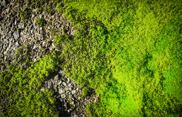 moss texture on the old asphalt surface