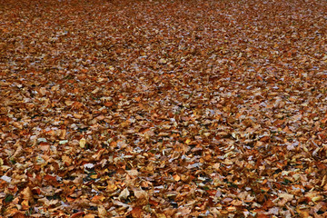 Bright and colorful background made of fallen autumn leaves. Autumn leaves background. Fall.