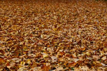 Bright and colorful background made of fallen autumn leaves. Autumn leaves background. Fall.