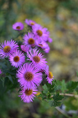 Aster novi-belgii Karminkuppel purple flowers in the garden