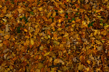 Bright and colorful background made of fallen autumn leaves. Autumn leaves background. Fall.