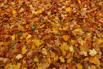 Bright and colorful background made of fallen autumn leaves. Autumn leaves background. Fall.