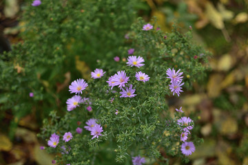 Symphyotrichum novae-angliae  purple flowers in the garden