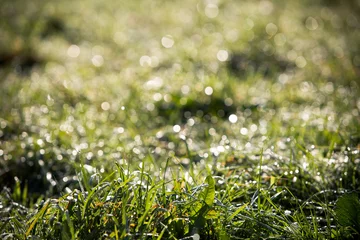 Fotobehang Diffuse achtergrond met scherp fris gras op de voorgrond © JoveImages