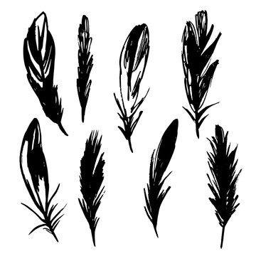 Hand drawn  black feathers on a white background.