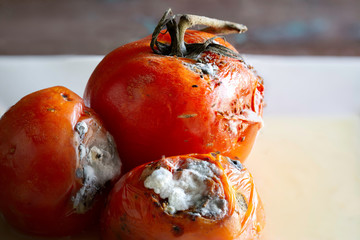 Rotten tomatoes with fungus and fruit fly in white dish and old wooden background