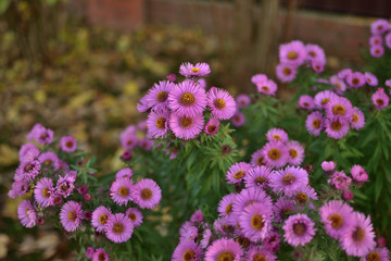 Aster novi-belgii Karminkuppel flowers in the garden