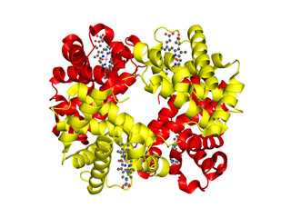 Human hemoglobin in its oxy- state. Alfa and beta subunits are colored yellow and red, respectively, while heme molecule is shown as ball-and-stick.