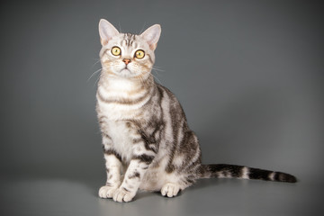 Obraz premium American shorthair cat on colored backgrounds