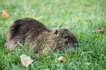 portrait of nutria in the grass