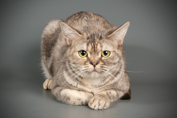American shorthair cat on colored backgrounds