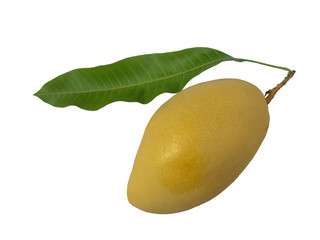Yellow mango fruit and leaf isolated on white background with clipping path.