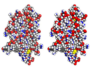 Erythropoietin is a hormone that controls red blood cell production. Space-filling models