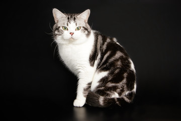 Fototapeta na wymiar American shorthair cat on colored backgrounds