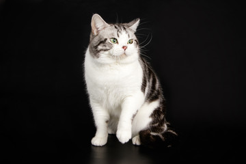 American shorthair cat on colored backgrounds