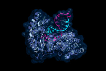 Telomerase is an enzyme that adds short DNA repeats to the ends (telomeres) of eukaryotic chromosomes, thereby preventing their shortening. Cartoon model, DNA in pink, RNA elongation template in cyan. - obrazy, fototapety, plakaty