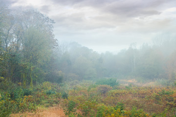 Obraz premium overcast sky over the park meadow in fog. gloomy autumn scenery