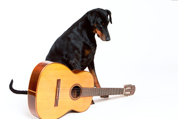 Black Dobermann Looking at Guitar, isolated on white backgound