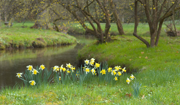 Yellow blossoms of a daffodil - narcissus on the bank of a brook in the park