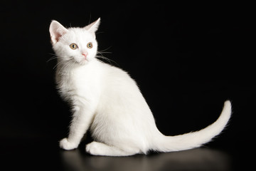American shorthair cat on colored backgrounds