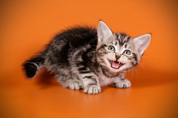 American shorthair cat on colored backgrounds