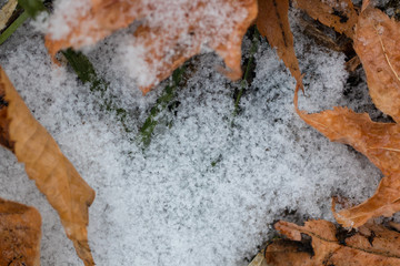 Close-up yellow leaves on snowy ground, snow flake for background,backdrop or greeting card for special events