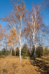 Fototapeta premium trees in autumn