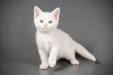 American shorthair cat on colored backgrounds