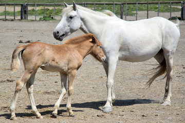 Wild mare and a foal in Camargue