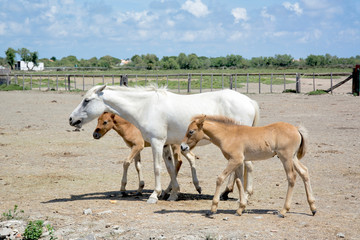 Wild mare and foals in Camargue