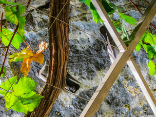 a pair of pigeons who made a nest on a grape in the monastery of Saint Basil in Montenegro.