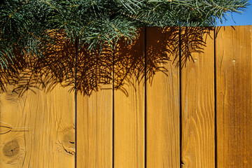 yellow wooden fence and green fir tree background