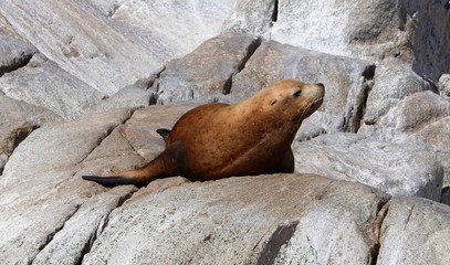 Obraz premium Seelöwen