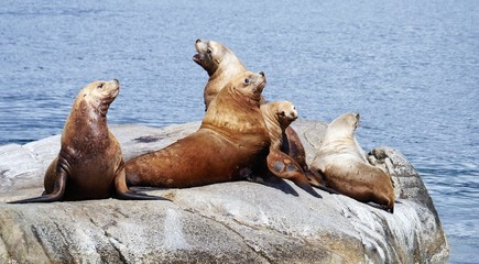 Obraz premium Seelöwen