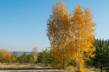 осень в лесу