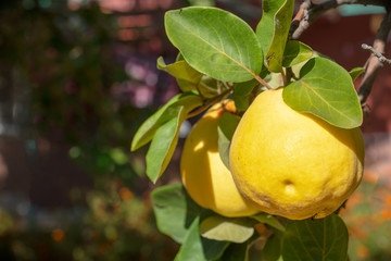 Two yellow quinces on a tree under autumn sunlight