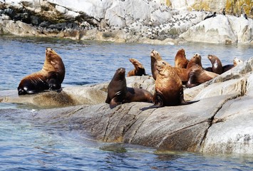 Fototapeta premium Seelöwen