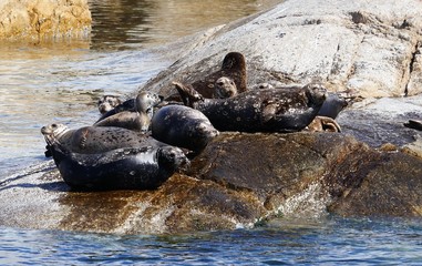 Seelöwe