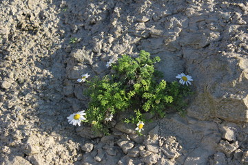 Marguerites