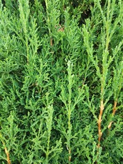 Evergreen cypressus branches background